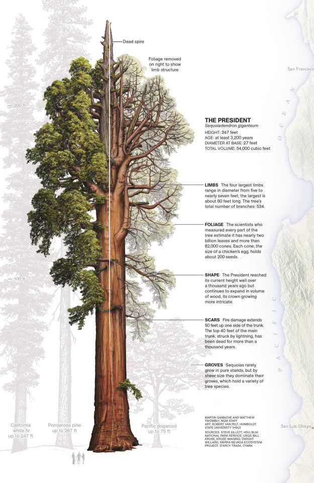 largest trees in the world